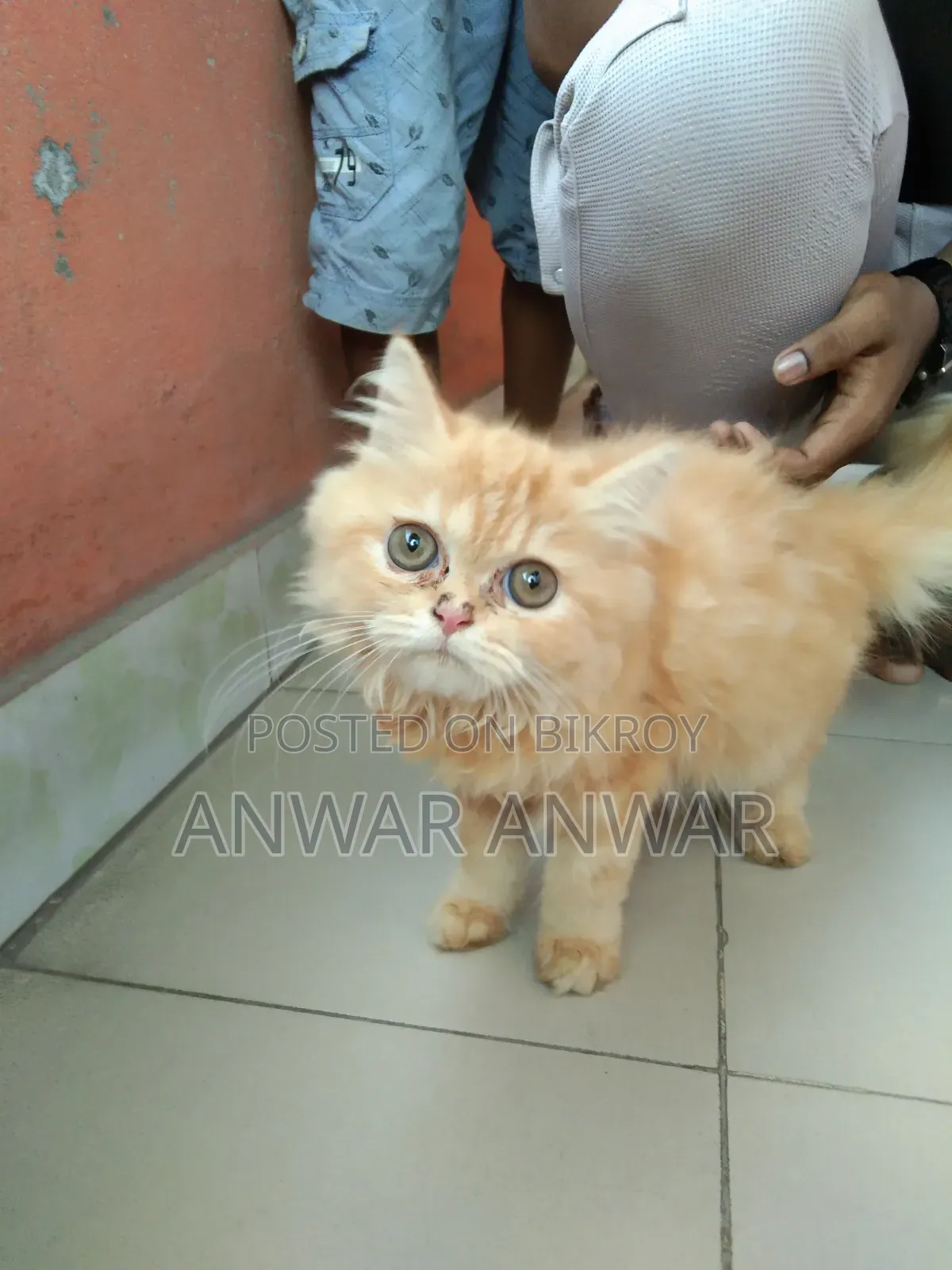 1-3 months Female Purebred Persian