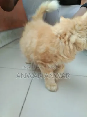 1-3 months Female Purebred Persian