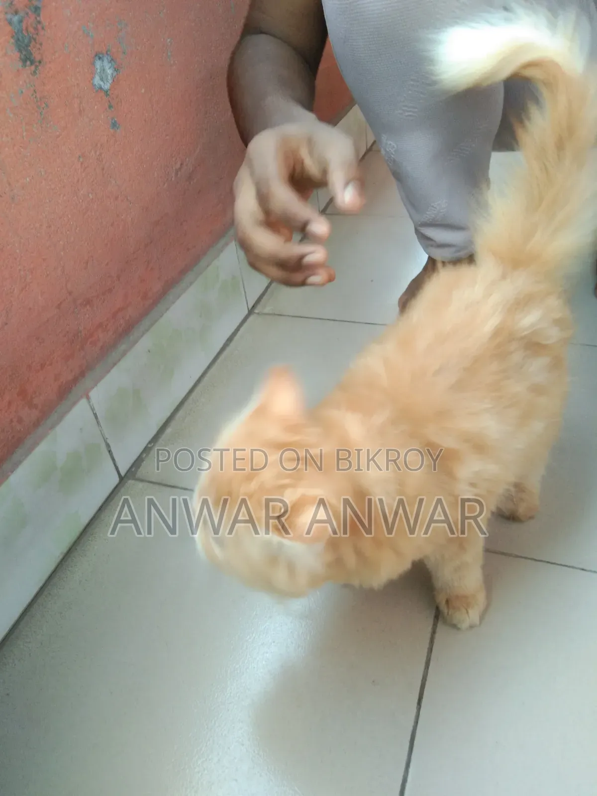 1-3 months Female Purebred Persian