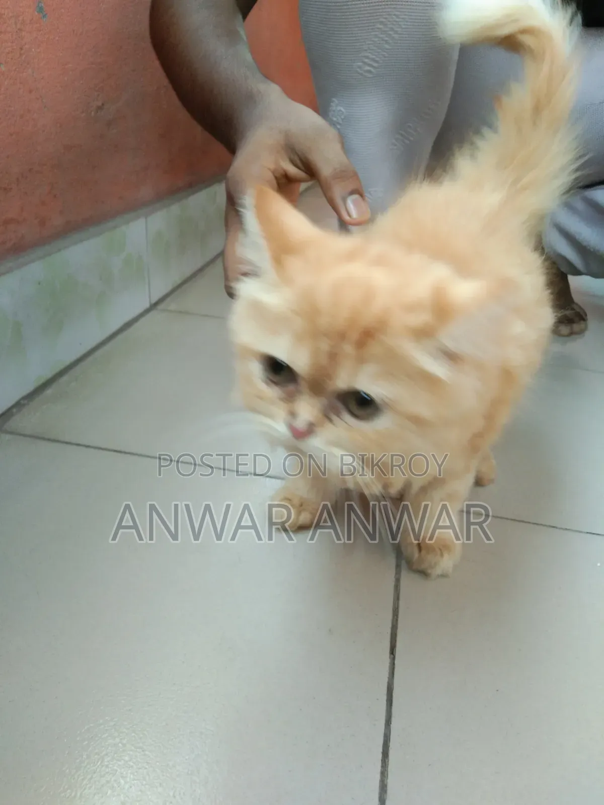 1-3 months Female Purebred Persian