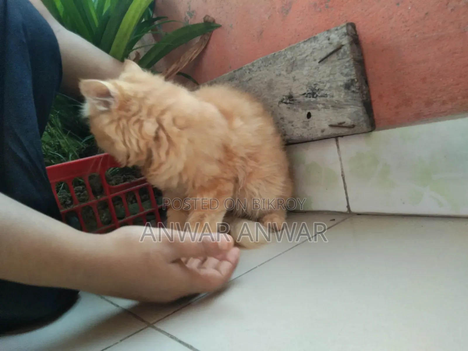 1-3 months Female Purebred Persian