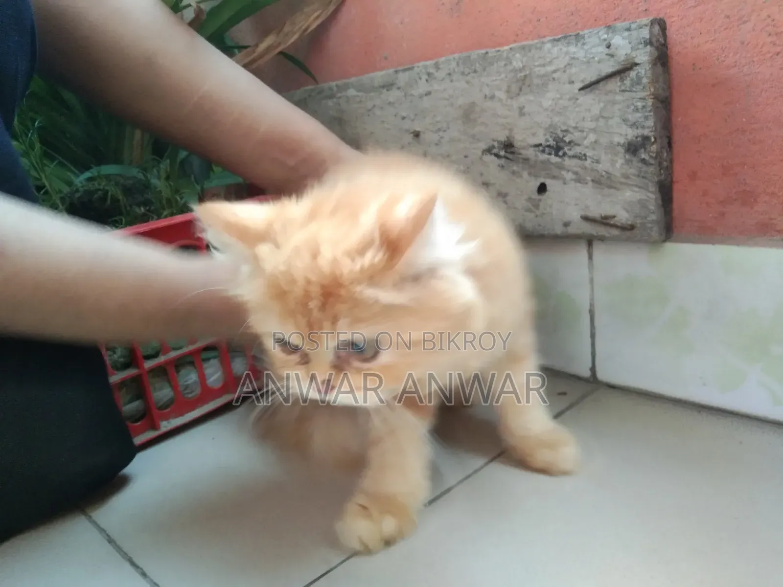 1-3 months Female Purebred Persian