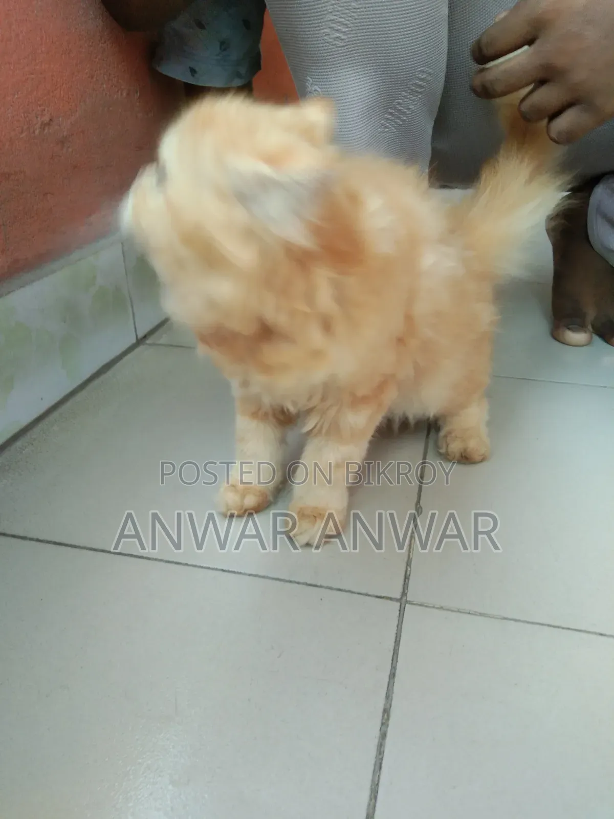 1-3 months Female Purebred Persian