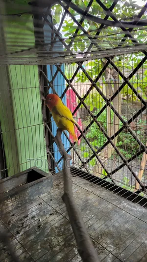 ডিম সহ লাভার্ড রেড হেড ওপালাইন
