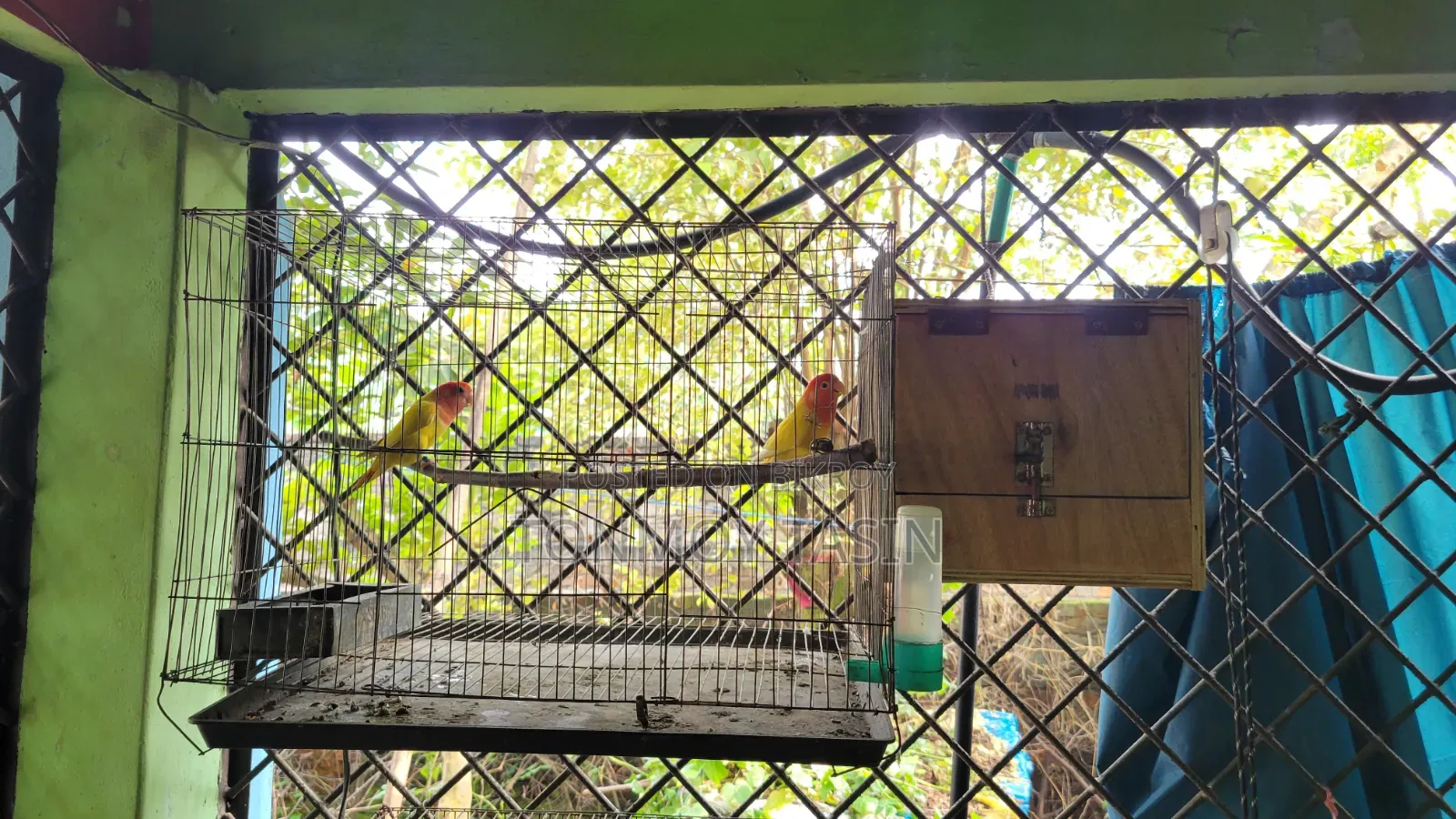 ডিম সহ লাভার্ড রেড হেড ওপালাইন