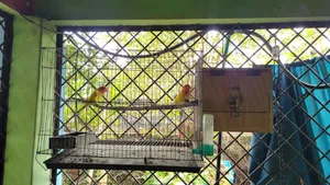 ডিম সহ লাভার্ড রেড হেড ওপালাইন
