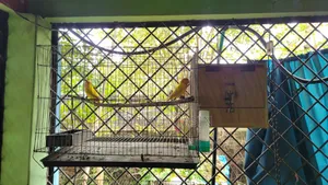 ডিম সহ লাভার্ড রেড হেড ওপালাইন