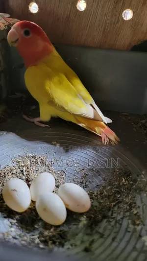 ডিম সহ লাভার্ড রেড হেড ওপালাইন