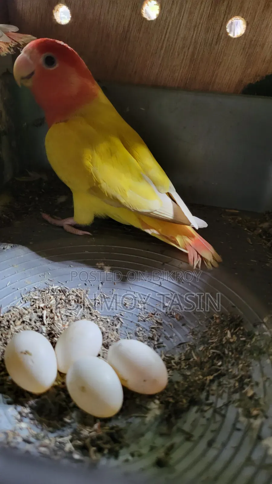 ডিম সহ লাভার্ড রেড হেড ওপালাইন