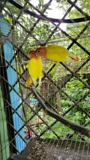 ডিম সহ লাভার্ড রেড হেড ওপালাইন