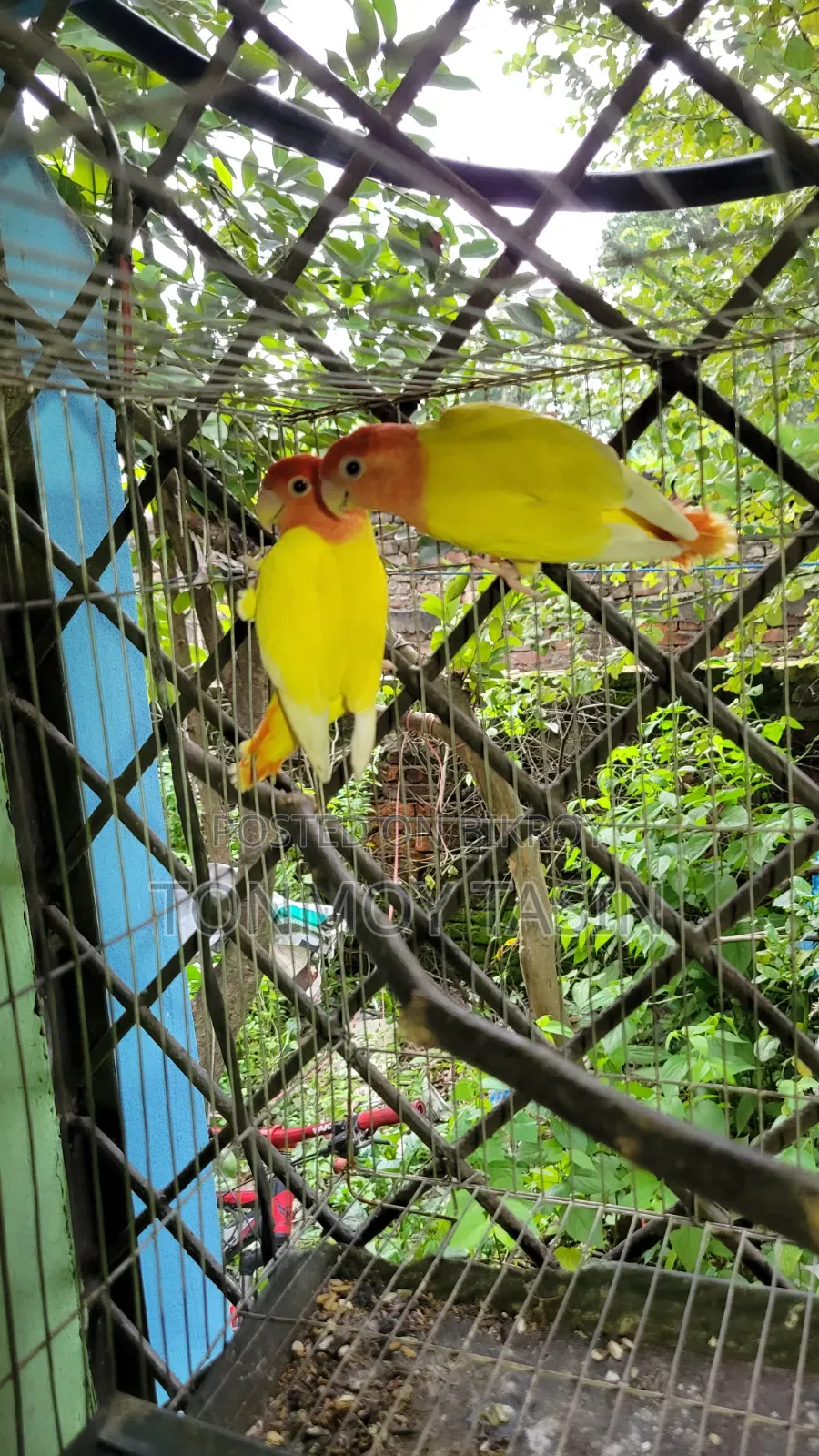 ডিম সহ লাভার্ড রেড হেড ওপালাইন
