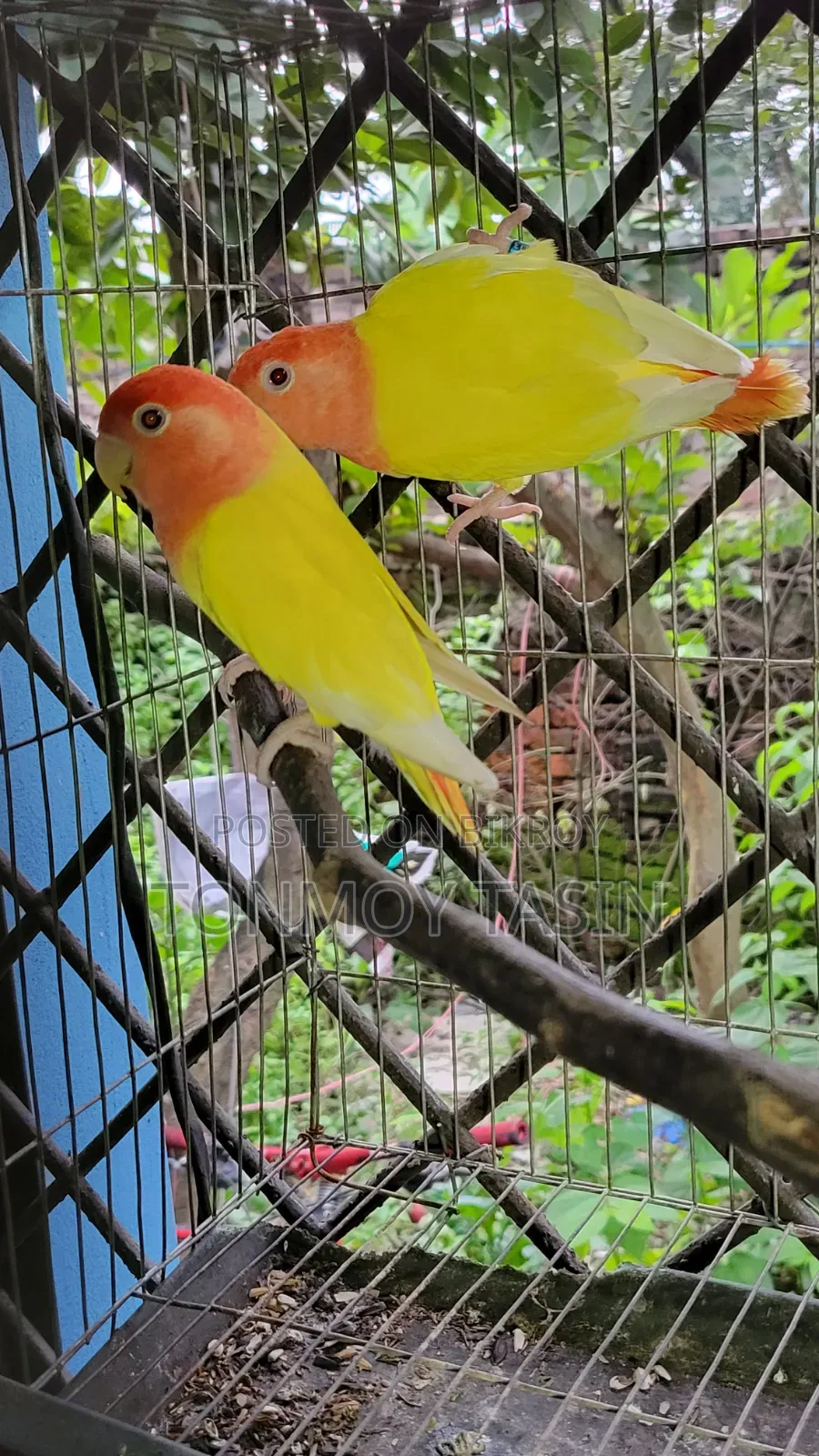 ডিম সহ লাভার্ড রেড হেড ওপালাইন