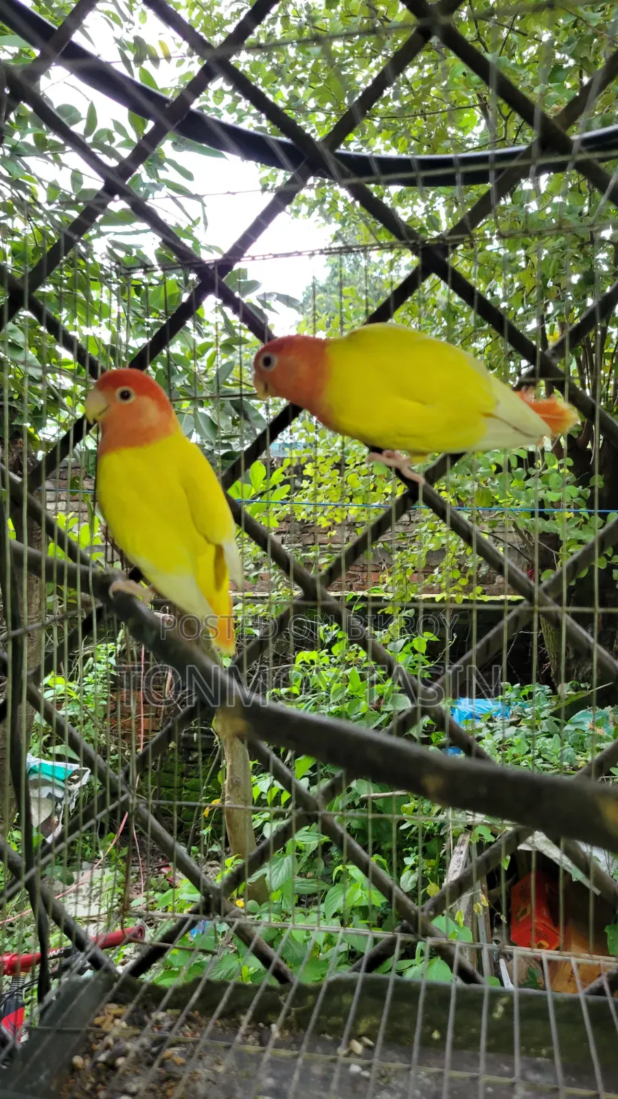 ডিম সহ লাভার্ড রেড হেড ওপালাইন