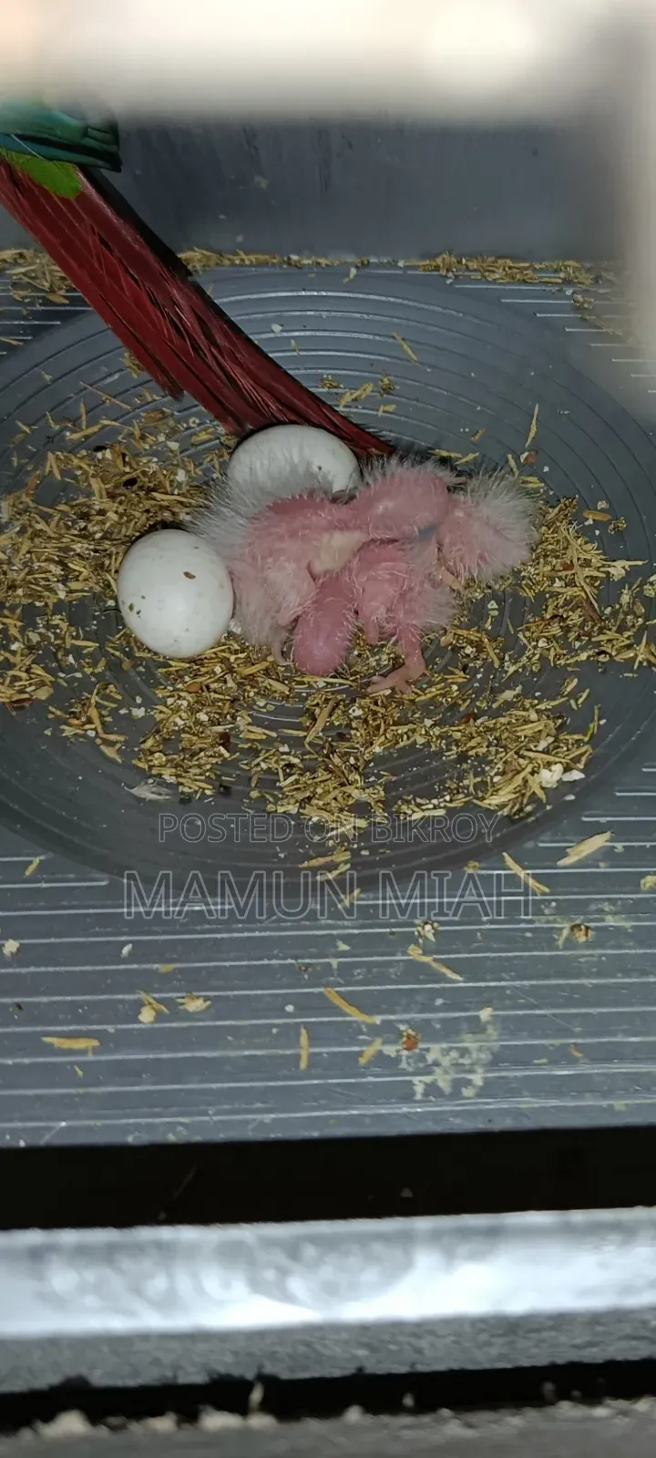 কনুর পাখির টেম সাইজ বেবি
