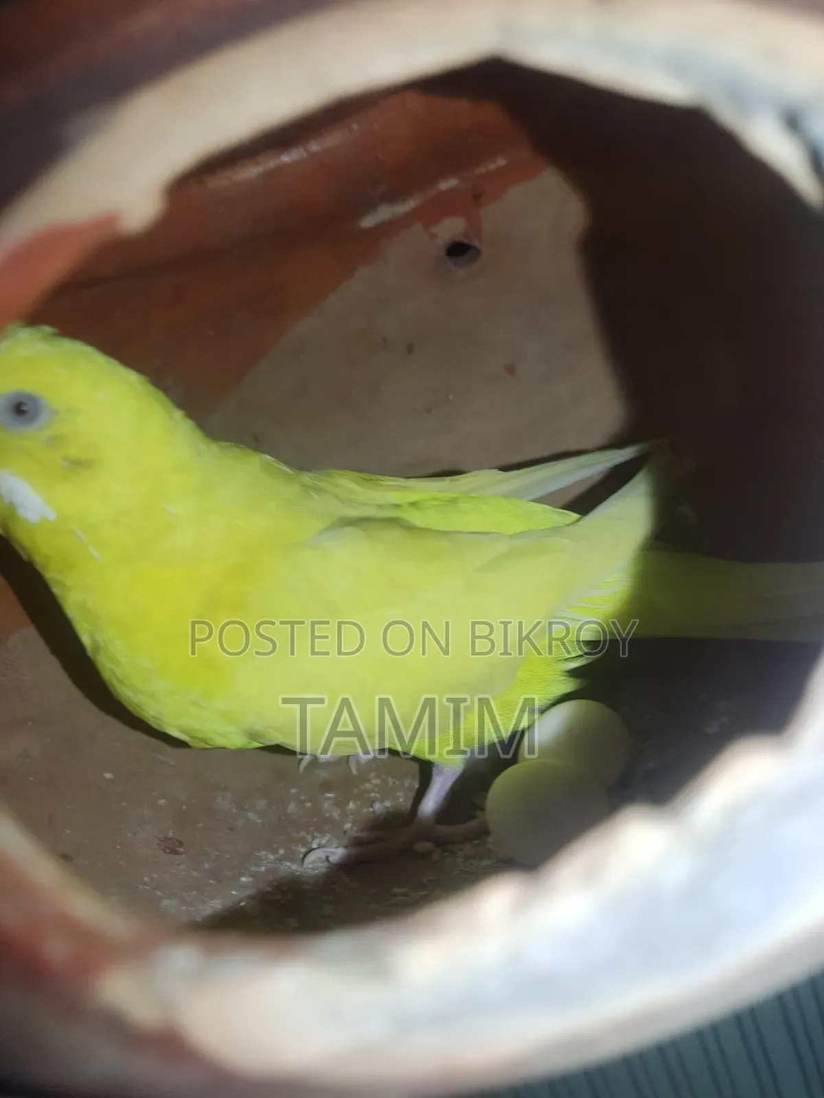 লুটিনো বাজিগর মাস্টার পেয়ার
