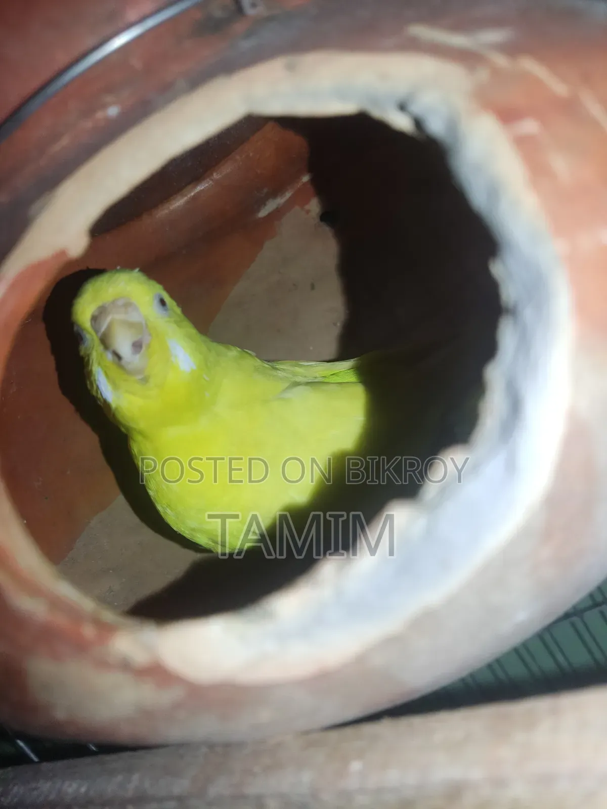 লুটিনো বাজিগর মাস্টার পেয়ার
