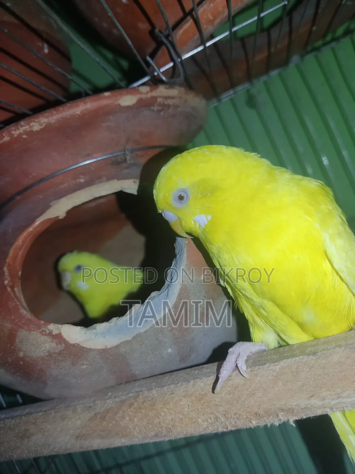 লুটিনো বাজিগর মাস্টার পেয়ার