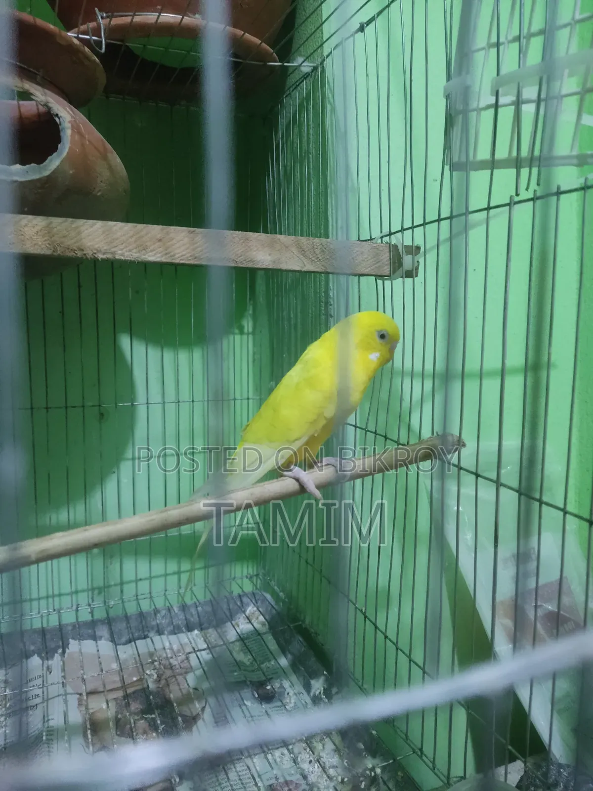 লুটিনো বাজিগর মাস্টার পেয়ার