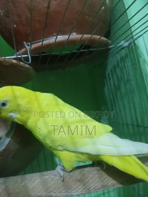লুটিনো বাজিগর মাস্টার পেয়ার