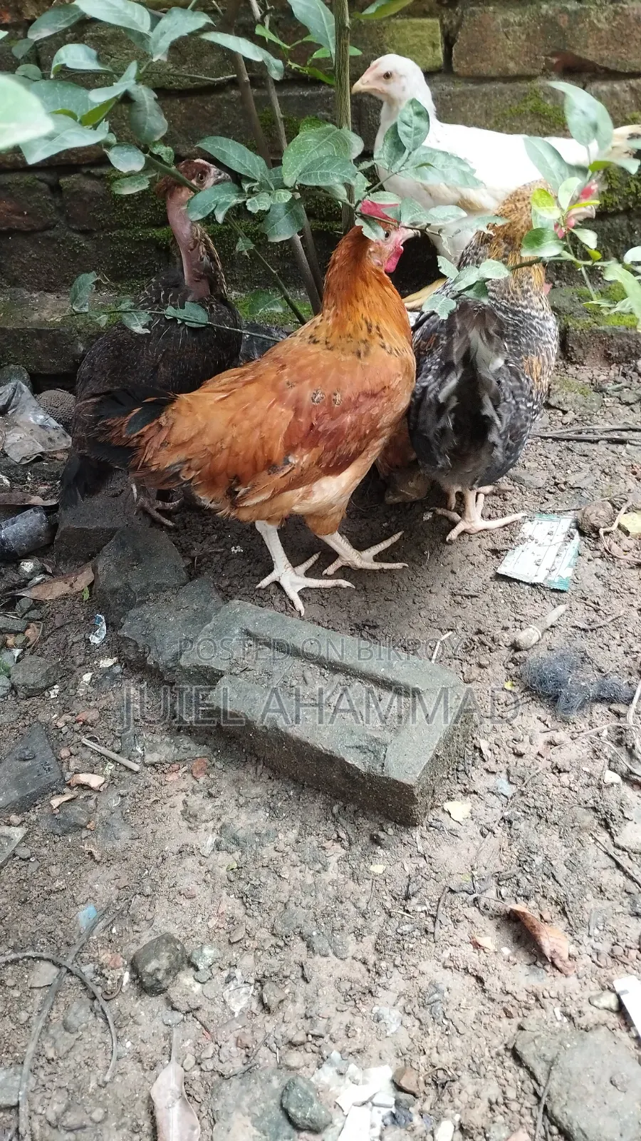 Deshi Rooster (Kg)