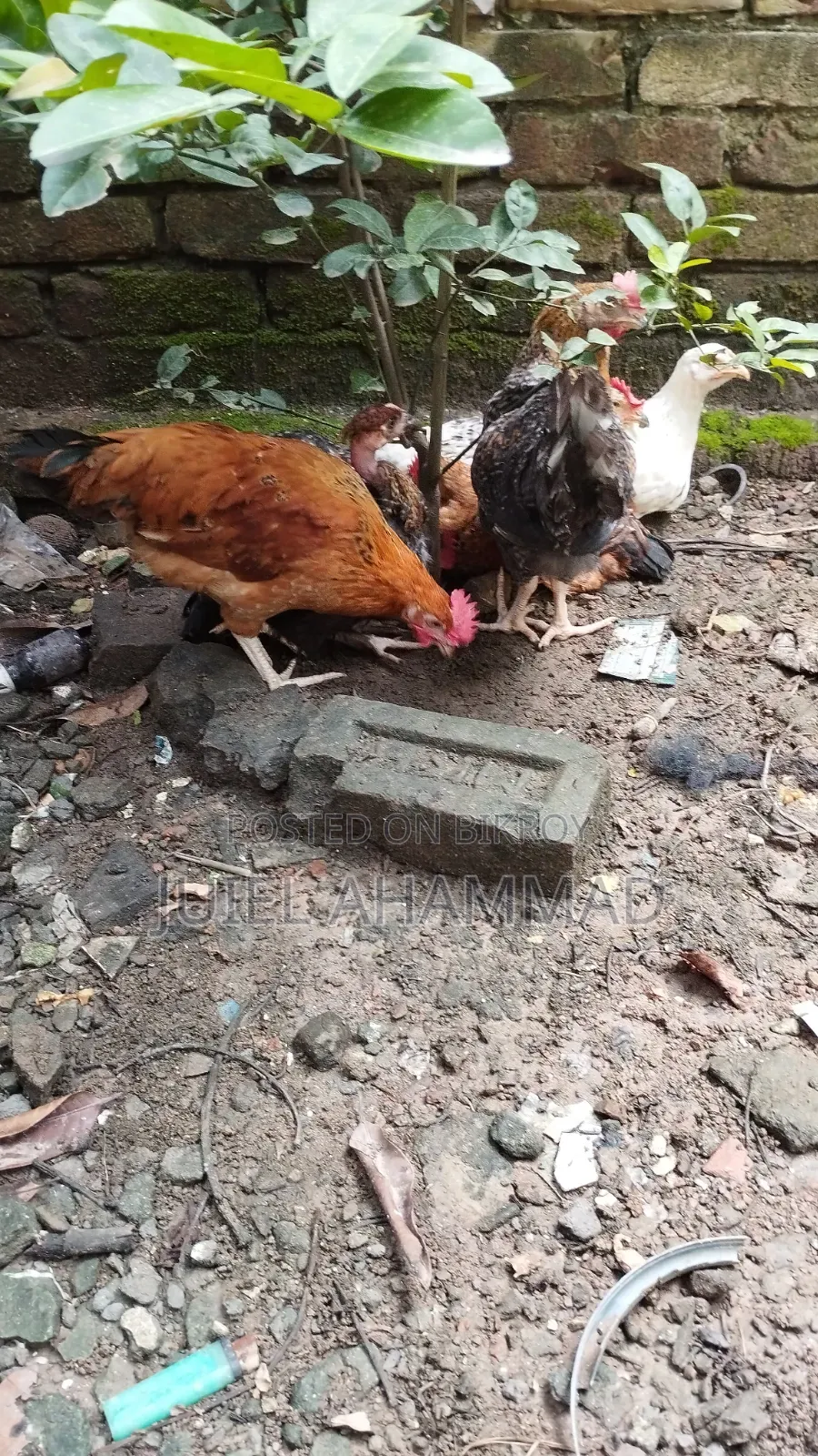 Deshi Rooster (Kg)
