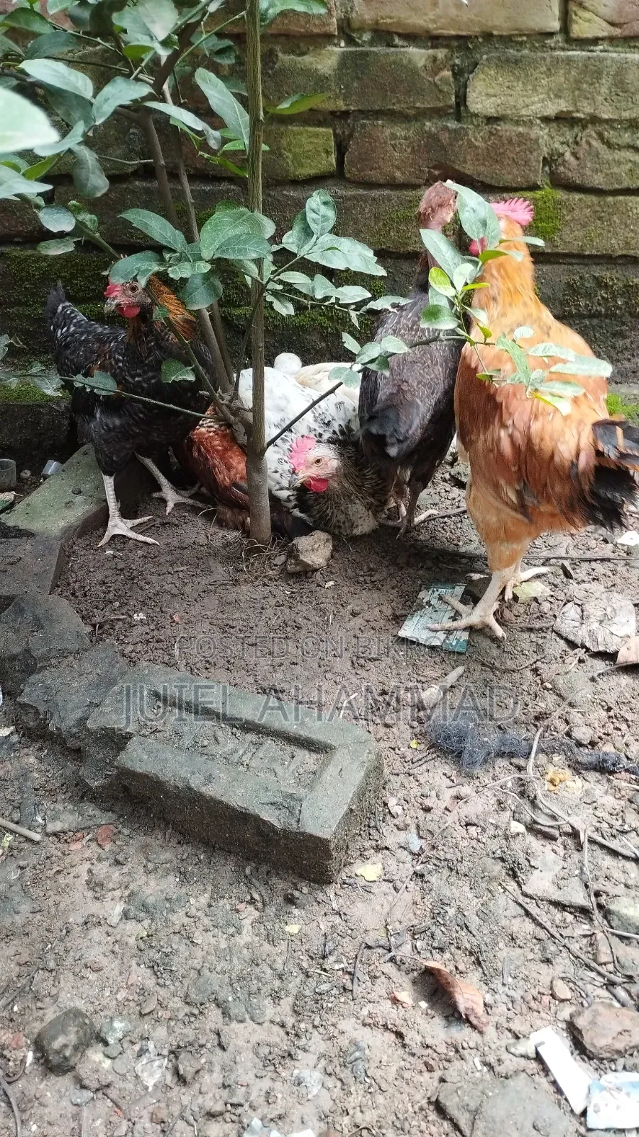 Deshi Rooster (Kg)