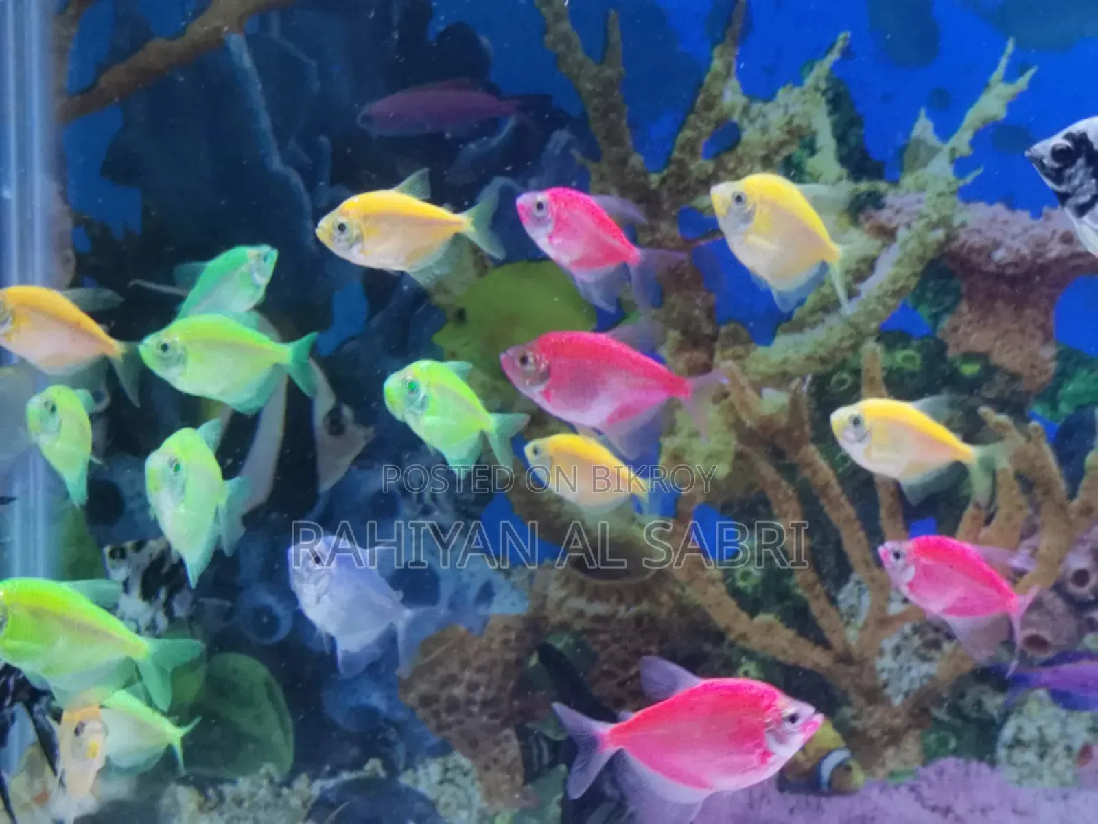 Bibinno Fish Available 7item Dru to Call