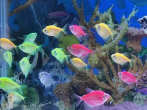 Bibinno Fish Available 7item Dru to Call