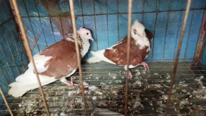 Rajgolla New Adult