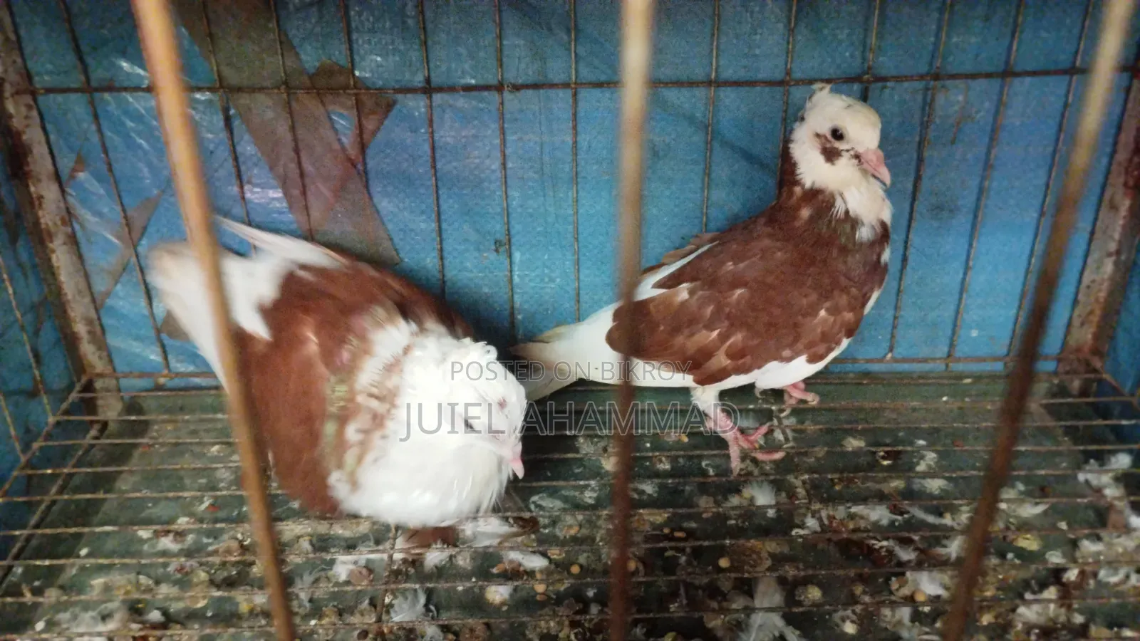 Rajgolla New Adult