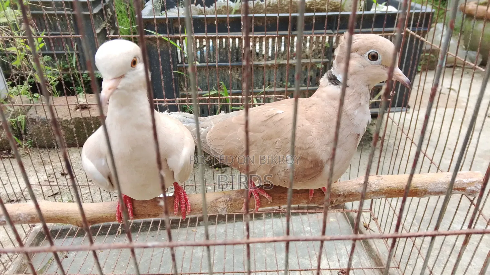 অস্ট্রেলিয়া ঘুঘু