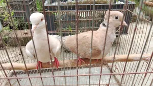 অস্ট্রেলিয়া ঘুঘু