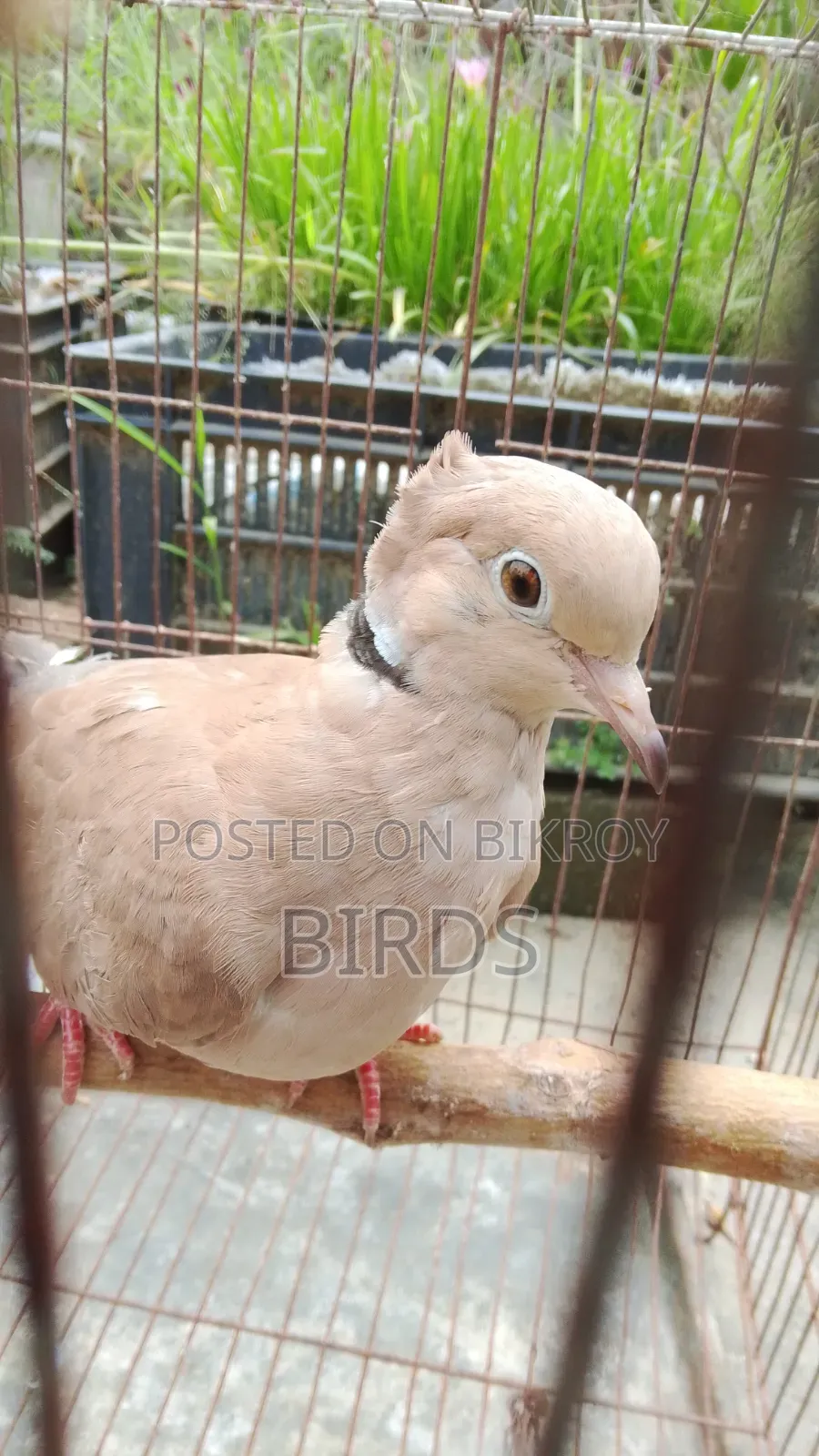 অস্ট্রেলিয়া ঘুঘু