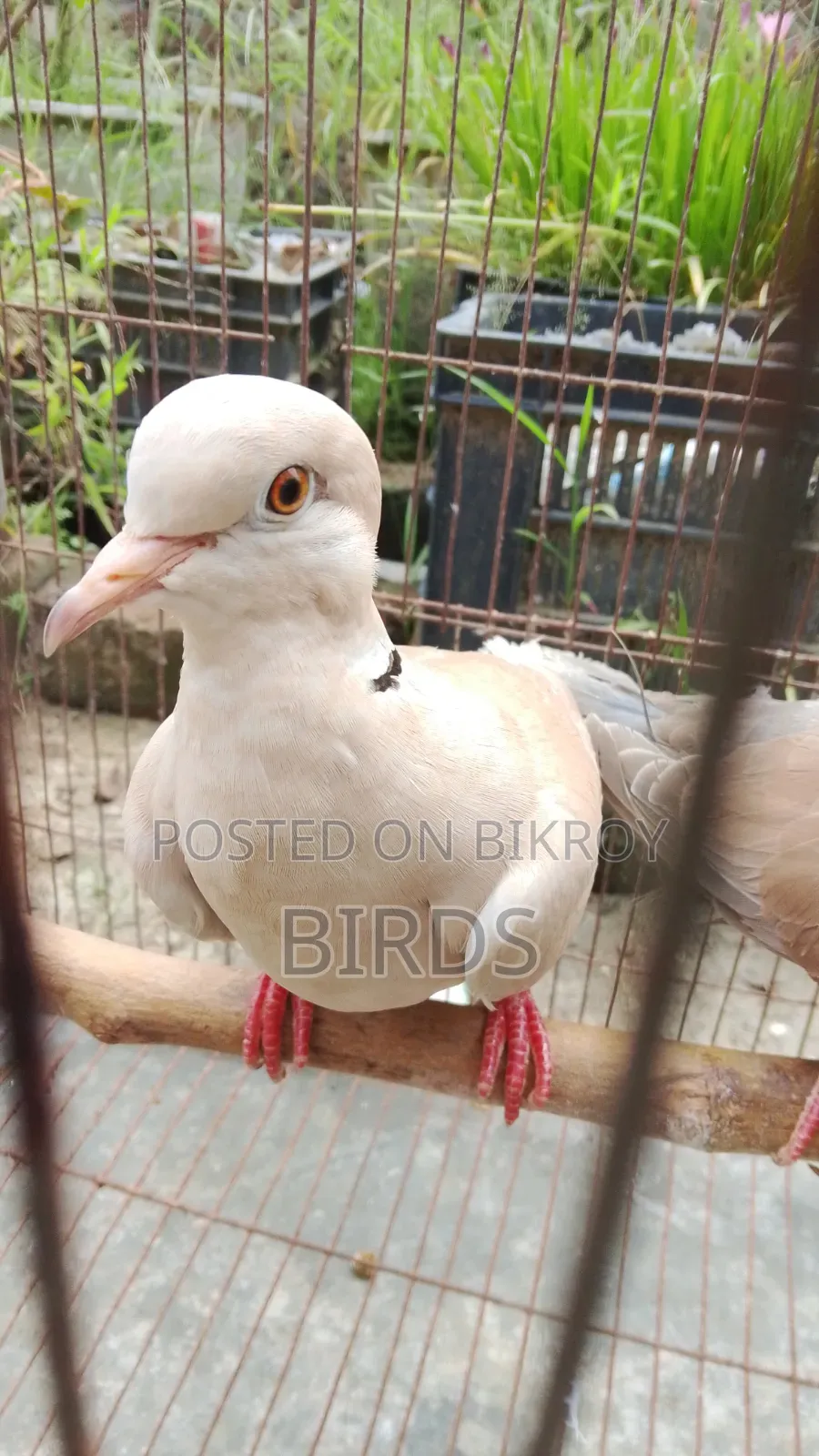 অস্ট্রেলিয়া ঘুঘু