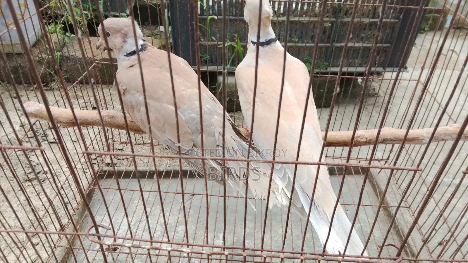 অস্ট্রেলিয়া ঘুঘু
