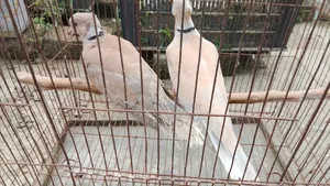 অস্ট্রেলিয়া ঘুঘু