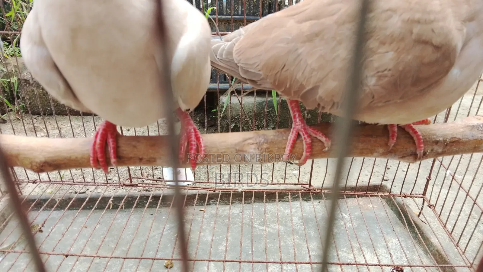 অস্ট্রেলিয়া ঘুঘু