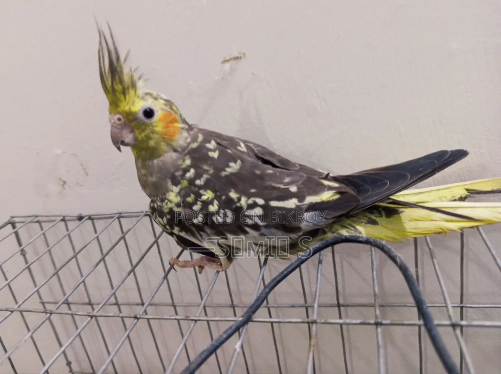 Adult Female Kokatiel