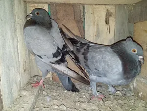 রানিং কবুতর