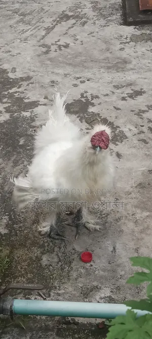 সিল্কি মোরগ