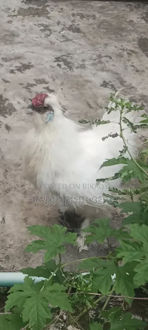 সিল্কি মোরগ