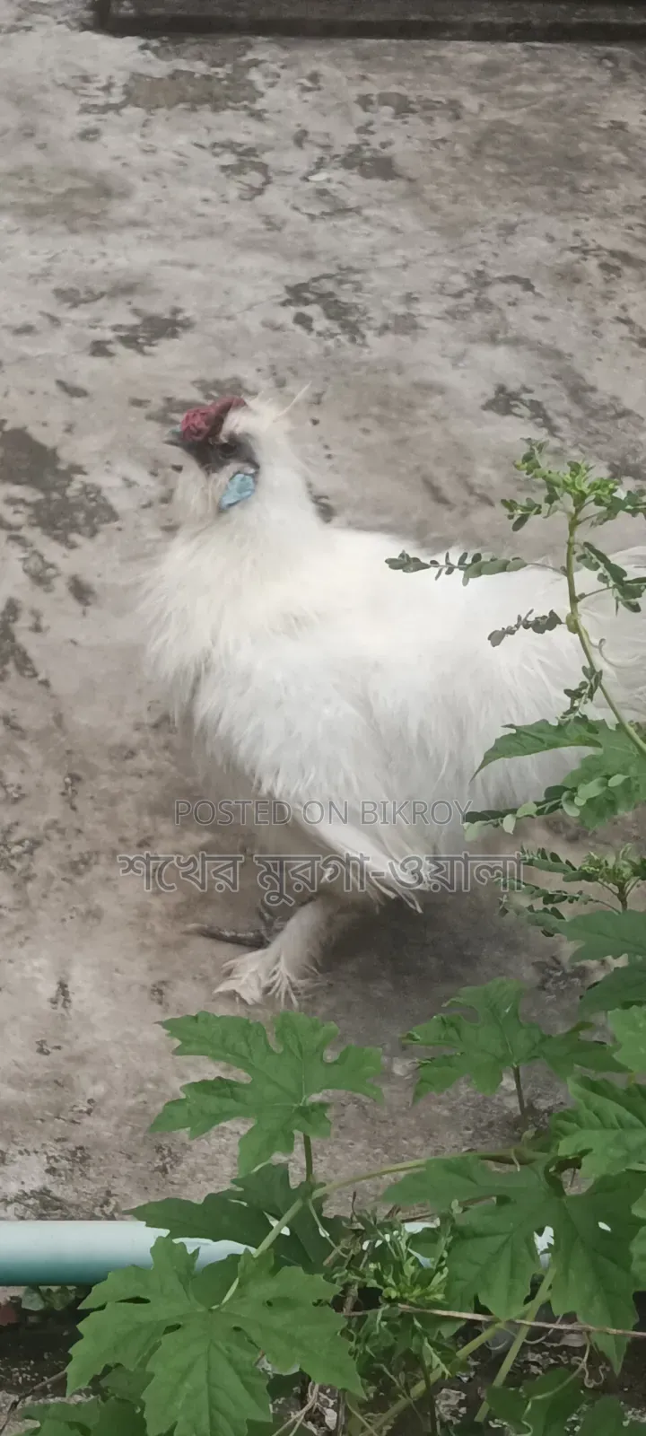 সিল্কি মোরগ