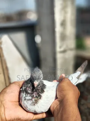 পুরান পুরানি পাথর চোখ