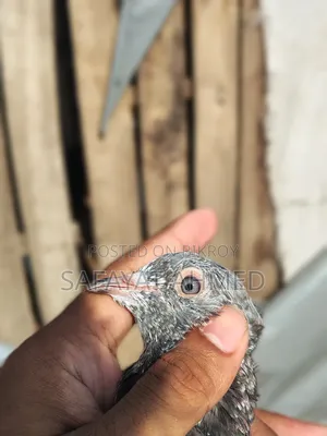 পুরান পুরানি পাথর চোখ