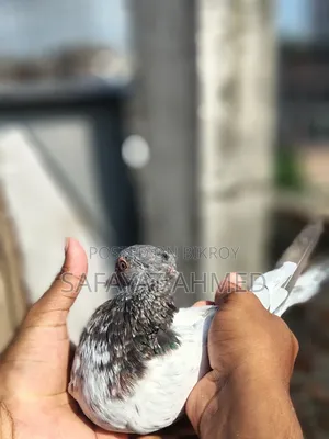 পুরান পুরানি পাথর চোখ