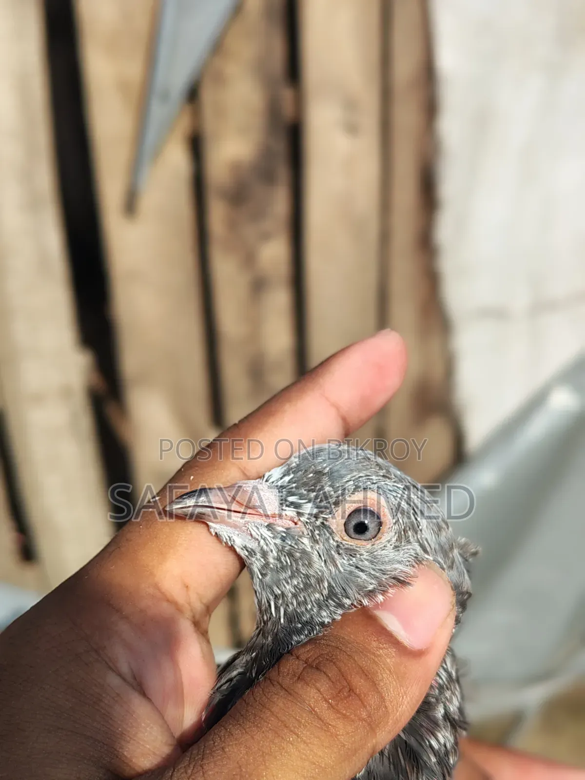 পুরান পুরানি পাথর চোখ
