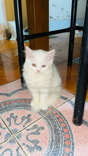 1-3 months Male Purebred Persian