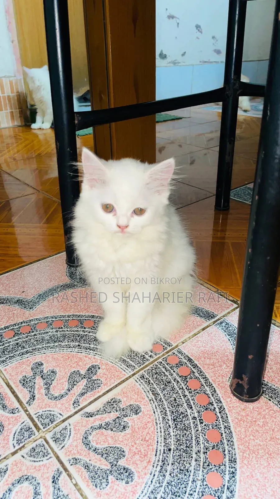1-3 months Male Purebred Persian