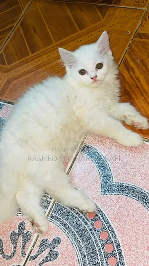1-3 months Male Purebred Persian