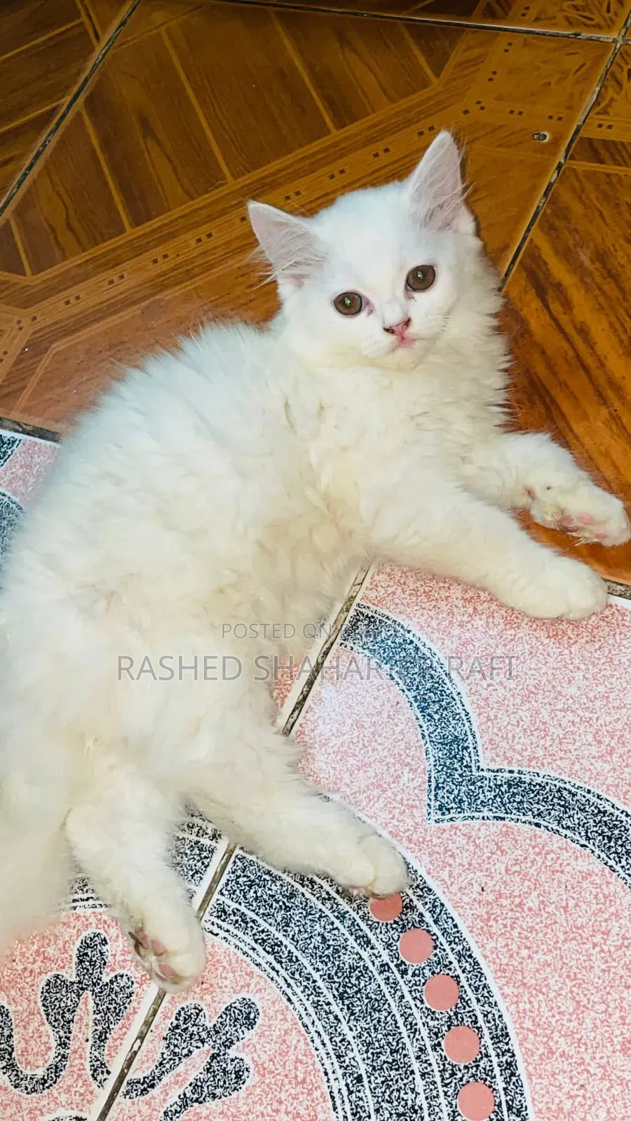 1-3 months Male Purebred Persian